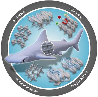 The Multifunctional Marvels Of Shark Skin Have Been Studied.